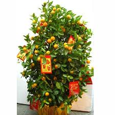 Lunar New Year Essential Kumquat Plant Kumquat Tree Holiday Decor Christmas Wreaths