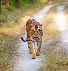 Browse site and get more info on wildlife in kanha, kanha wildlife packages, wildlife resorts in kanha and more on kanha national park. Kanha National Park Travel Guide Opening Date Safari Timing