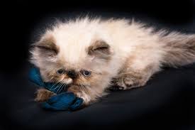 Evde Beslemek Icin En Uygun Kedi Turleri Eksi Seyler