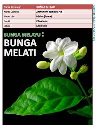 Berikut adalah macam jenis bunga beberapa spesies ditanam sebagai tanaman hias. Bunga Melayu Bunga Melati Jasminum Sambac Wannura