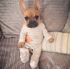 In fact, you can easily cater to it since it doesn't even need to exercise these dogs are friendly, a sheer delight and one of the best dog breeds that a dog lover might want to have. French Bulldog Onesie Pajamas Best Amazon Reviews