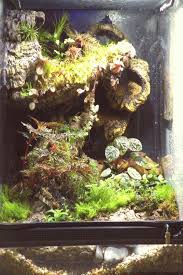 Cats And Kittens Tarantula Vivarium Nano Vivarium Vivarium Waterfall Corn Snake Vivarium Viva Gecko Terrarium Vivarium Frog Terrarium