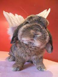 Pin By Cecilia Harris On Buns Fluffy Bunny Bunny Lovers Cute Bunny
