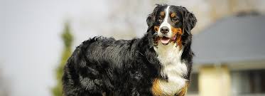 Use hydrocortisone products twice a week while your dog's skin is healing, or as recommended by your veterinarian. Dog Food For Healthy Skin And Coat Petsmart