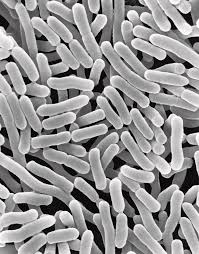 Salmonella bacteria typically live in animal and human intestines and are shed through feces. Salmonella Enterica Photograph By Dennis Kunkel Microscopy Science Photo Library