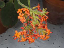 Image result for Kalanchoe lateritia