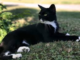 Black And White Names For Cats 37 Tuxedo Cat Names We Adore Cute Cat Names Cats Girl Cat Names