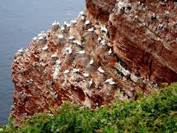 Helgoland ist auch ein guter platz zum beobachten von zugvögeln. 19 Idees De Helgoland Grotte Animaux Sauvages Allemagne