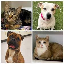 We did not find results for: Summit Humane Society Delivers 25k Pounds Of Pet Chow