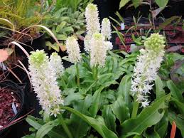 Image result for Eucomis zambesiaca