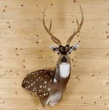 Also Known As The Chital Deer This Wall Pedestal Mount Shows Off A Lot Of The Brilliant Bright Spotted Shoulder Mounted In An Taxidermy Mounts Deer Wall Deer