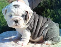 unglaubliche beste weisse englische bulldogge puppies cute baby animals english bulldog puppies