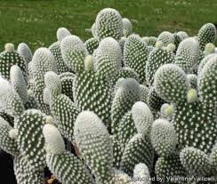Image result for Opuntia