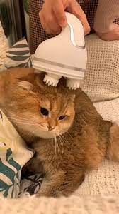 Giving A Cat Massage Video Cute Baby Animals Cute Animals Cute Funny Animals
