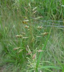 Image result for Sorghum halepense