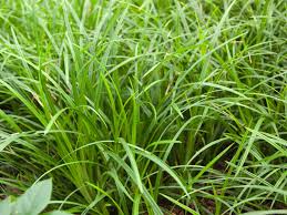 Grunblattrige Segge Irish Green Carex Foliosissima Irish Green Baumschule Horstmann Grune Produkte Ziergras Bepflanzung