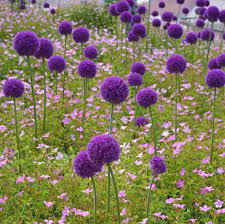 Allium Ampeloprasum Allium Giganteum Easy To Grow Bulbs Planting Bulbs