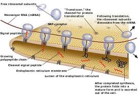 Biosintesis Protein Re Pada Retikulum Endoplasma Kasar Partikel Partikel Ribosom Melangsungkan Sintesis Protein Sebagain Dari Protein Tersebut Akan Pdf Download Gratis