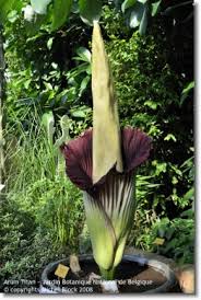 Cette nouvelle fleur a poussé au même endroit que son. Quelle Est La Fleur La Plus Grande Au Monde Culture Generale