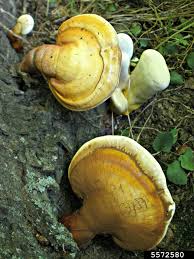 Image result for Ganoderma curtisii