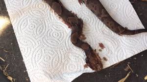 Snake skins may seem a little gross, but you can think of them as gifts. West Virginia Man Says He Was Bitten By Copperhead While Reaching Under Couch