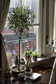 olive tree indoors 植物栽培 オリーブの木 観葉植物
