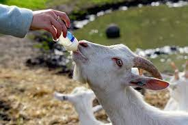 What To Feed An Orphaned Baby Goat Farm Animals