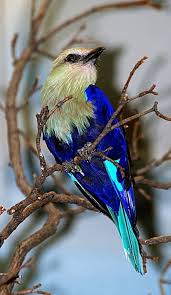 Dieser schöne sonnenfänger ist lebendig und ein echter hingucker.die wunderschön dargestellten kolibris, kardinäle, bluebirds und baltimore's sind sehr attraktive niedliche vögel.der sonnenfänger hat eine symbolische bedeutung und wird ihr zuhause auf magische weise in den glücklichsten ort der welt verwandeln. Pin Von Loreto Elena Godoy Busquets Auf Birds