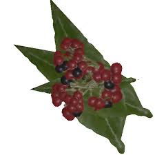 Image result for Psychotria palustris