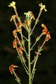 Image result for Jamesbrittenia burkeana