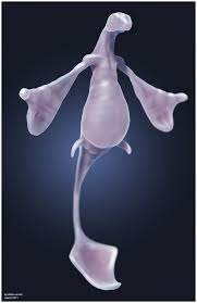 aquatic creature zbrush4 by allaze-eroler -- Fur Affinity [dot] net