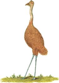 Check spelling or type a new query. Animal Australia Australian Free Vector Graphic On Pixabay