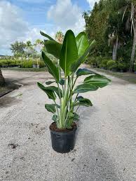 Image result for Strelitzia nicolai