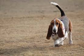 Growth Basset Hound Puppy Weight Chart Basset Hound