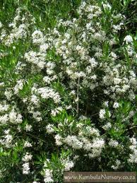 Image result for Pavetta subumbellata