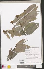 Image result for Landolphia bruneelii