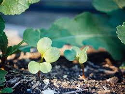 Enter your location below and experience the magic of our garden calendar planting guide. Know When To Grow A Planting Calendar For Your Garden Garden Betty