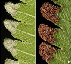 Image result for Amblovenatum