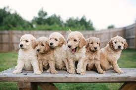 We take great pride in producing happy, healthy and well socialized goldendoodle and labradoodle puppies! Mini Goldendoodles