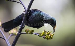 Misteri, fakta dan fenomena 1 year ago. Tui Bird A New Zealand Native Bird The Male Tui With It S Distinctive White Pl Sponsored Native Bird Male Tui Bird Ad Tui Bird Bird Tui