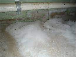White mold penetrates porous surfaces such as wood, sheetrock and furniture. White Mold In Basement