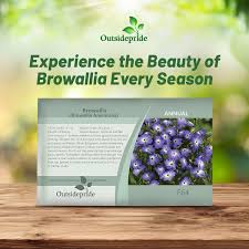 Image result for Browallia americana