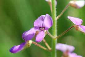 Image result for Desmodium