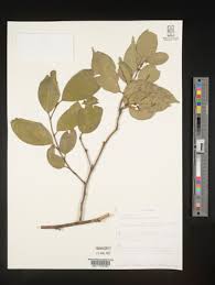 Image result for Leptaulus