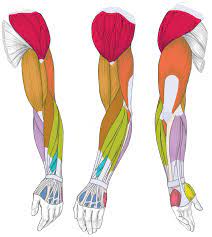 Thank you for visiting muscles of arm diagram pictures. Muscles Of The Arm And Hand Classic Human Anatomy In Motion The Artist S Guide To The Dynamics Of Figure Drawing
