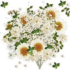 5 out of 5 stars. Amazon Com Handi Kafu White Daisy Real Pressed Dried Flowers