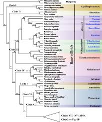 Image result for Pycnobotrya