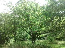 There are no special genetic modifications that are made to a seed to make it small; Cherry Picking Tips And Facts