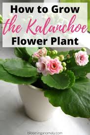 Spray the soil with a fine mist of water until it is wet to the touch. How To Care For Kalanchoe Plants Plants Planting Flowers Indoor Flowering Plants
