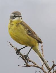 More images for yellow wagtail » Eastern Yellow Wagtail Motacilla Tschutschensis
